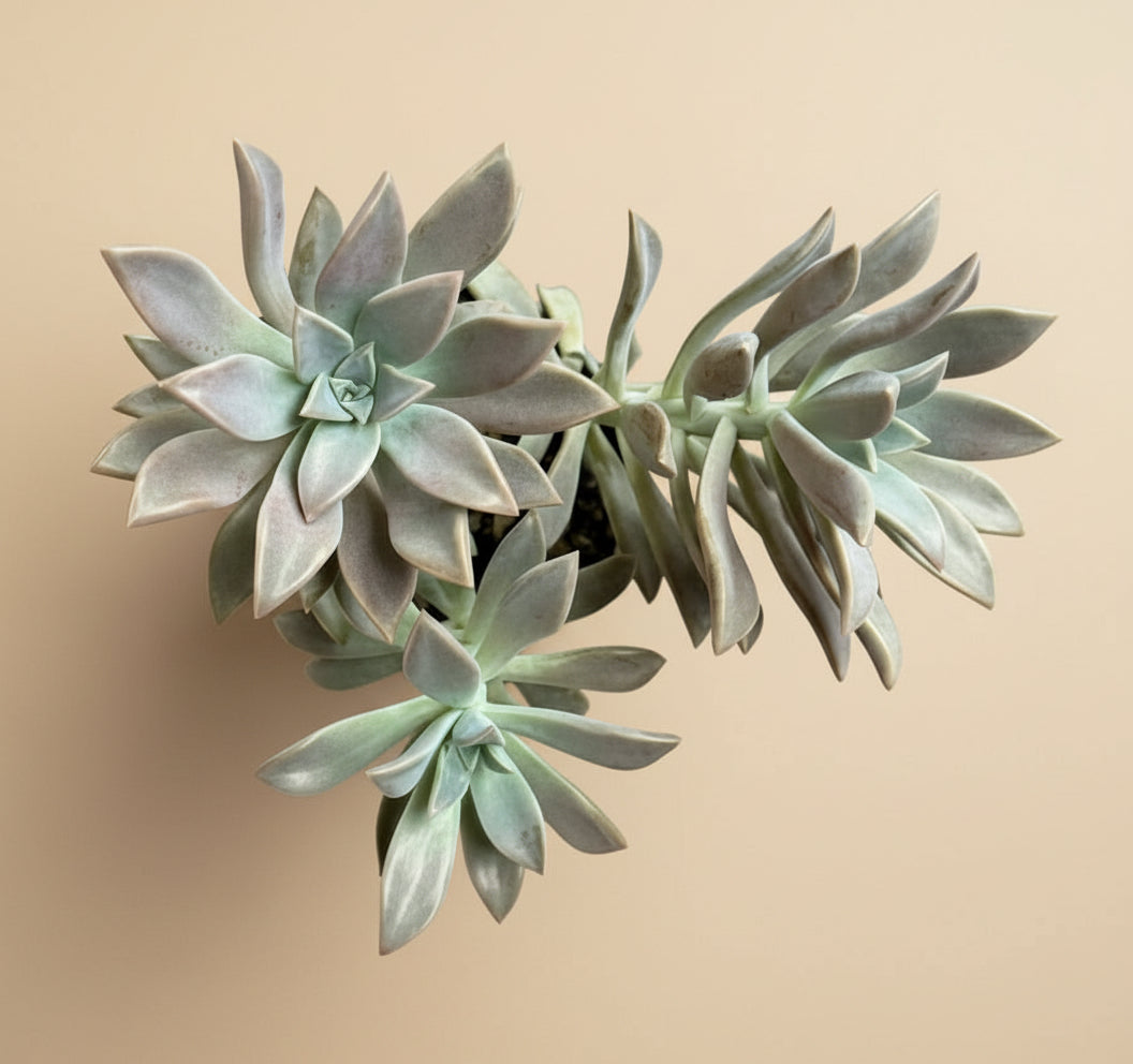 4-inch Graptopetalum Paraguayense - Ghost Plant