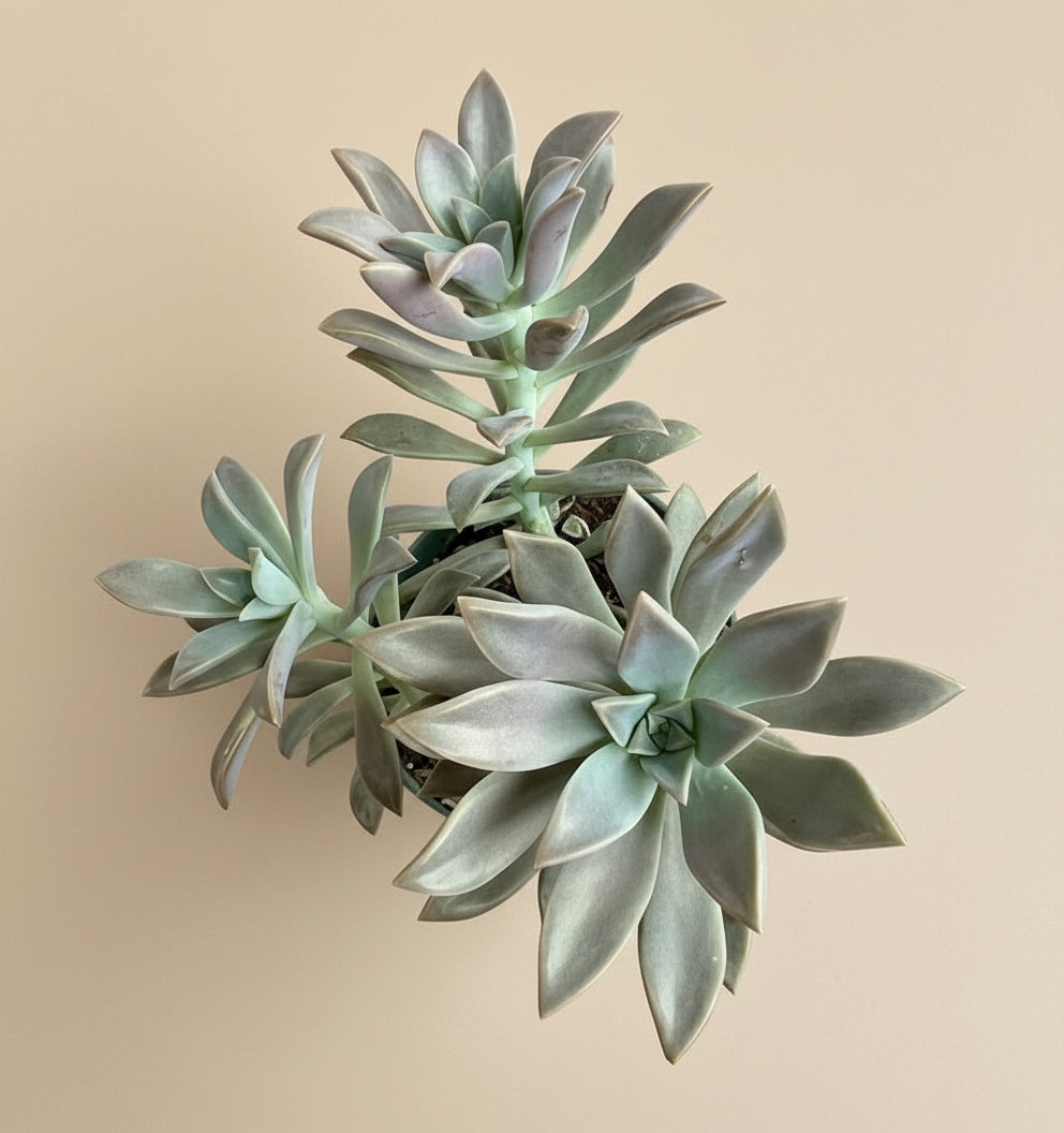 4-inch Graptopetalum Paraguayense - Ghost Plant