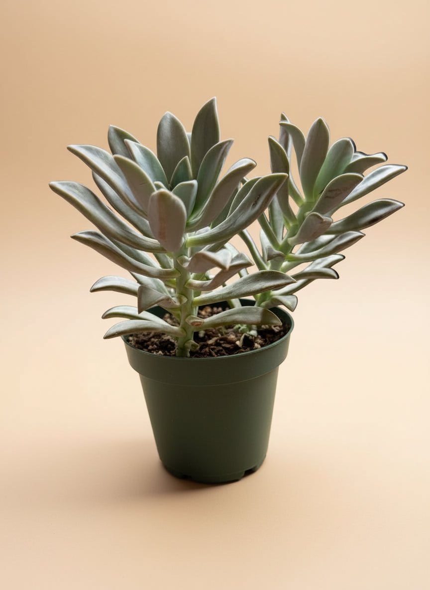 4-inch Graptopetalum Paraguayense - Ghost Plant