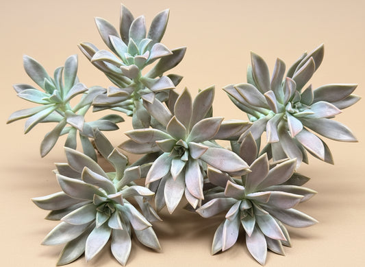 4-inch Graptopetalum Paraguayense - Ghost Plant