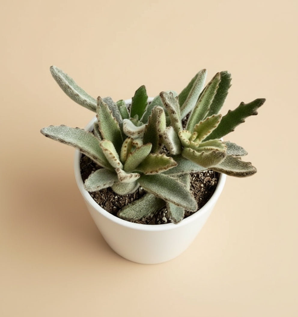 4” Kalanchoe Tomentosa - Panda Plant