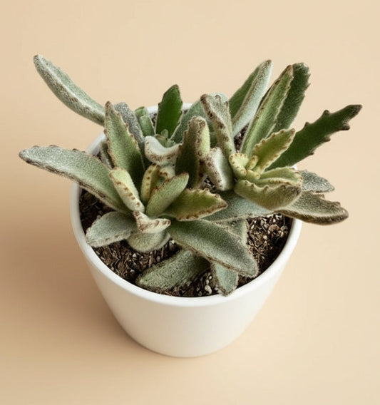 4” Kalanchoe Tomentosa - Panda Plant