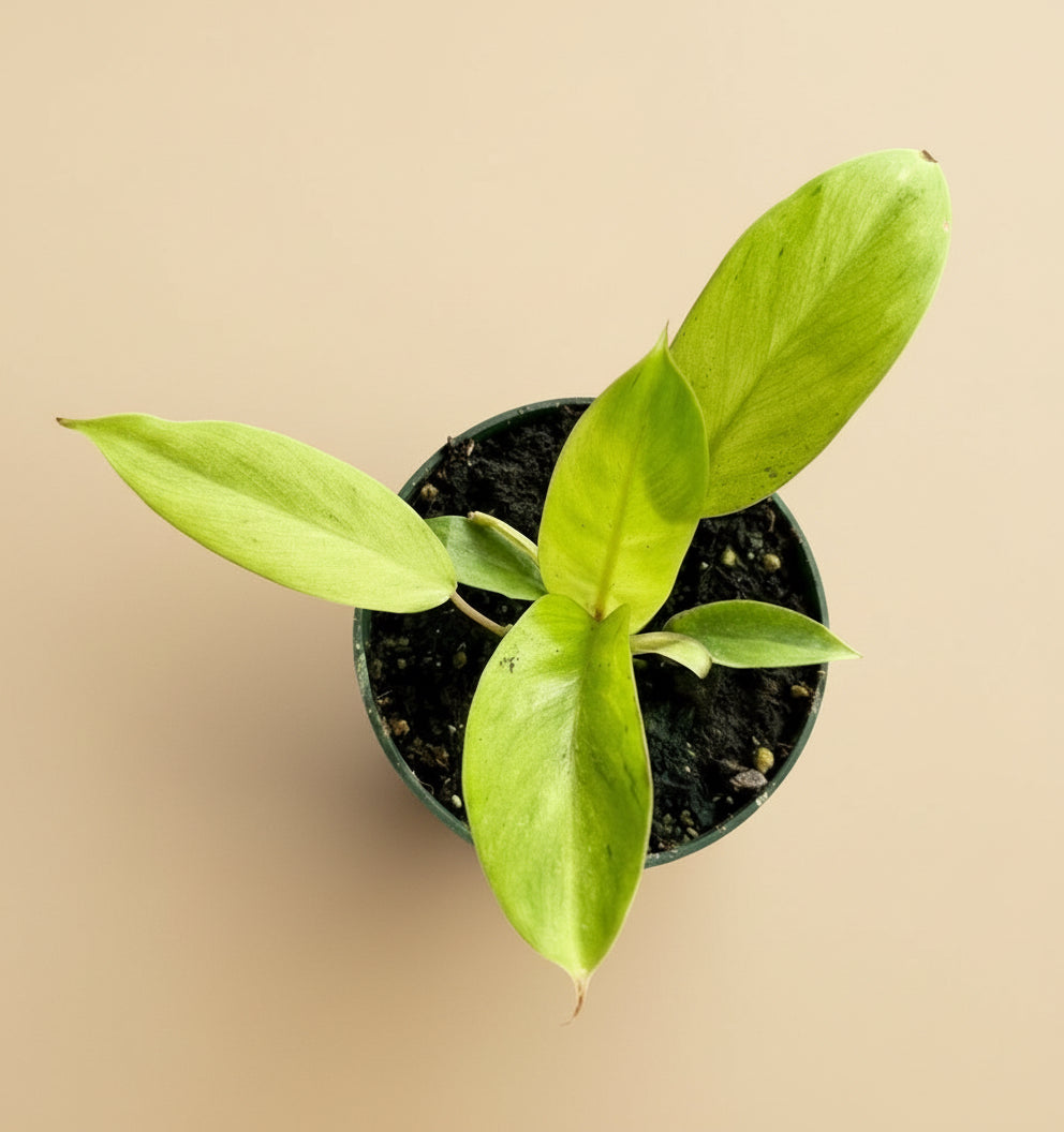 4.5” Philodendron Snowdrift