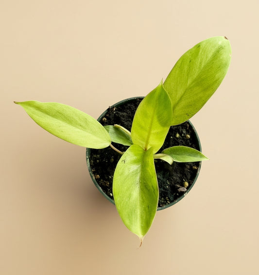 4.5” Philodendron Snowdrift