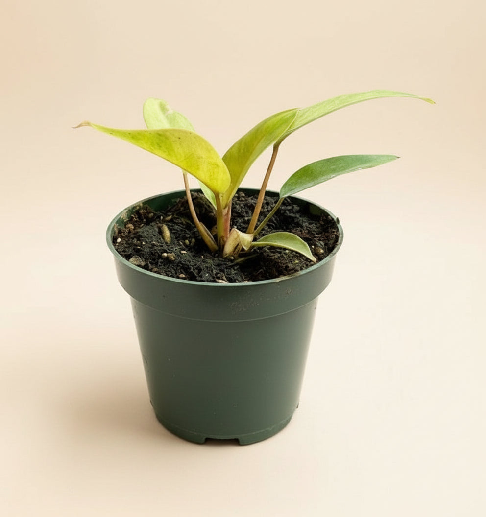 4.5” Philodendron Snowdrift