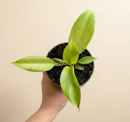 4.5” Philodendron Snowdrift