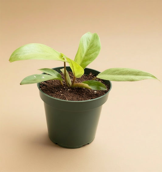 4.5” Philodendron Snowdrift