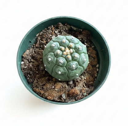 4.5” Astrophytum Asterias cv. Kikko Nudum “Lizard Skin”