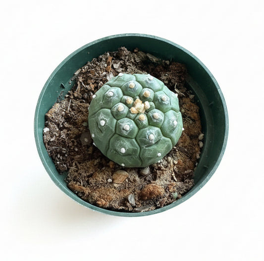 4.5” Astrophytum Asterias cv. Kikko Nudum “Lizard Skin”