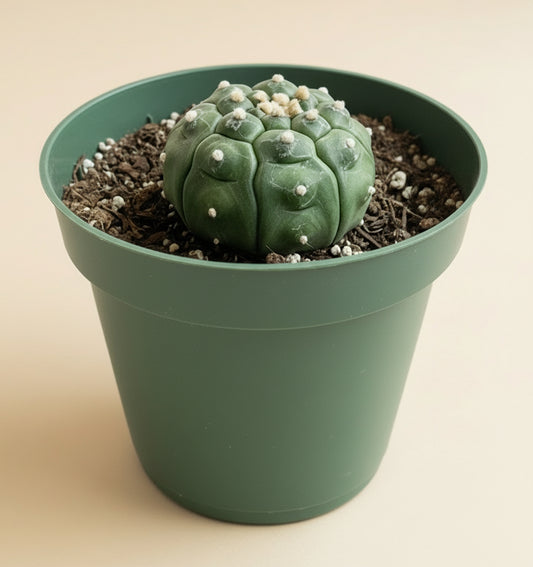 4.5” Astrophytum Asterias cv. Kikko Nudum “Lizard Skin”