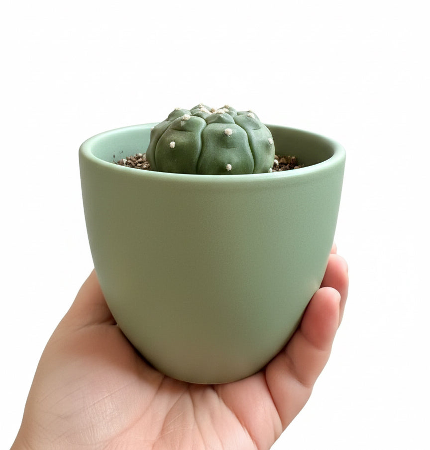 4.5” Astrophytum Asterias cv. Kikko Nudum “Lizard Skin”