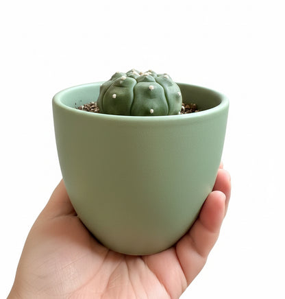 4.5” Astrophytum Asterias cv. Kikko Nudum “Lizard Skin”