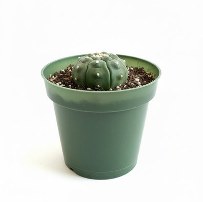 4.5” Astrophytum Asterias cv. Kikko Nudum “Lizard Skin”