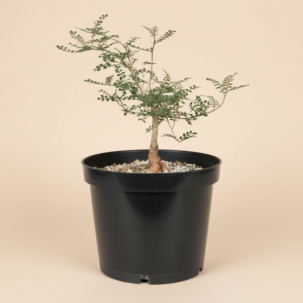 8” Operculicarya Decaryi - Elephant Tree