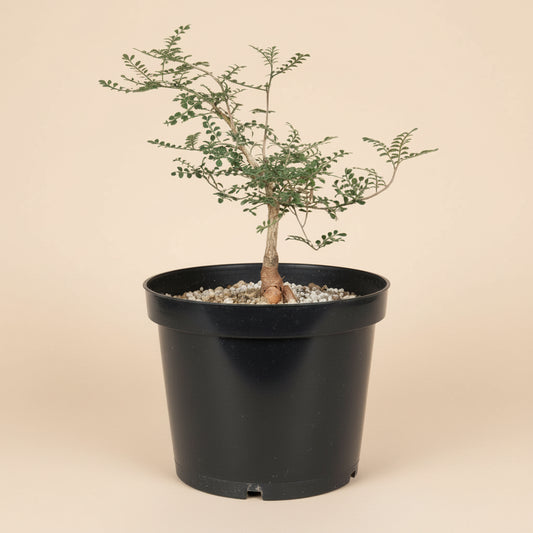 8” Operculicarya Decaryi - Elephant Tree