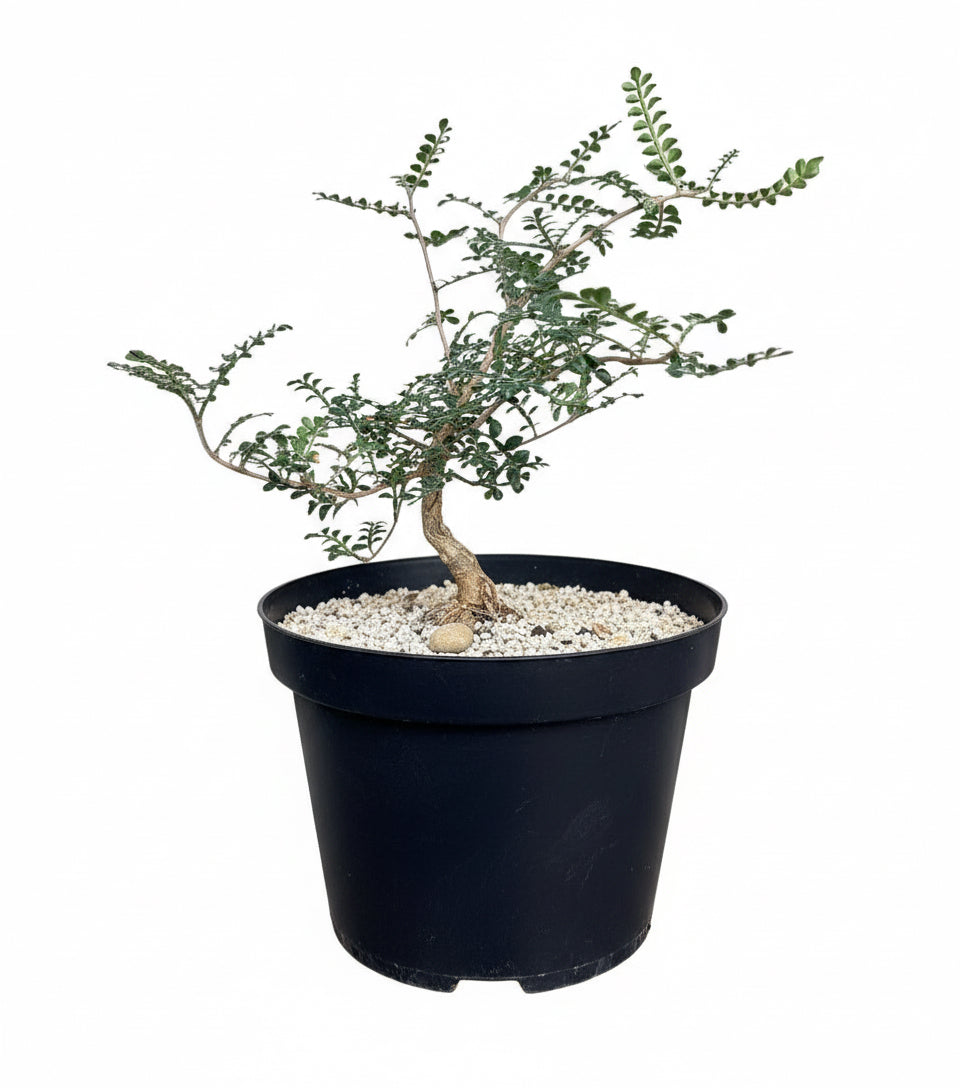 8” Operculicarya Decaryi - Elephant Tree