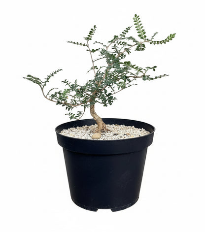 8” Operculicarya Decaryi - Elephant Tree