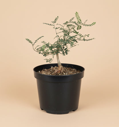 8” Operculicarya Decaryi - Elephant Tree