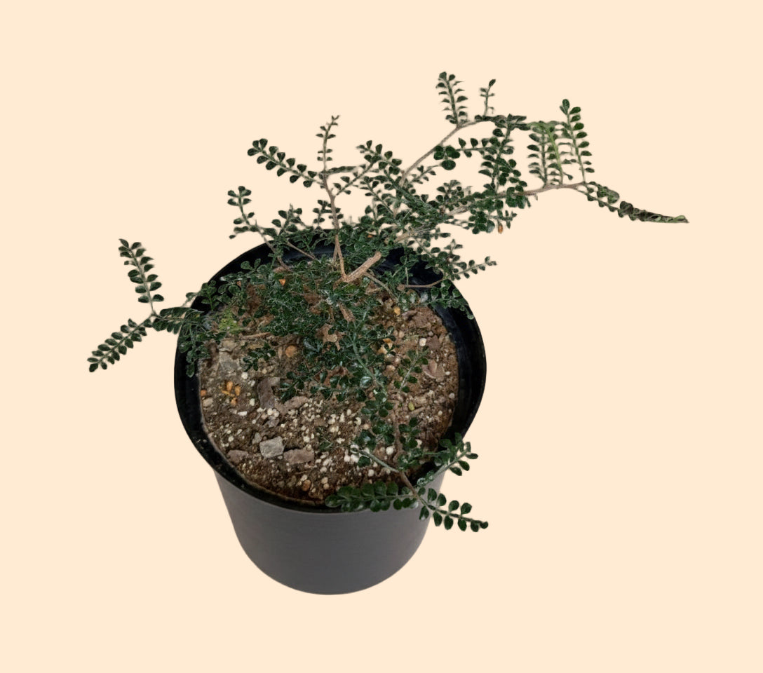 8” Operculicarya Decaryi - Elephant Tree