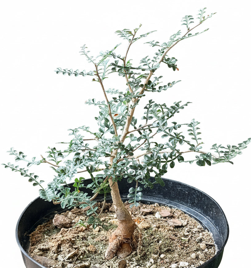 8” Operculicarya Decaryi - Elephant Tree