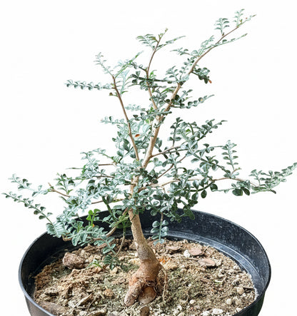 8” Operculicarya Decaryi - Elephant Tree