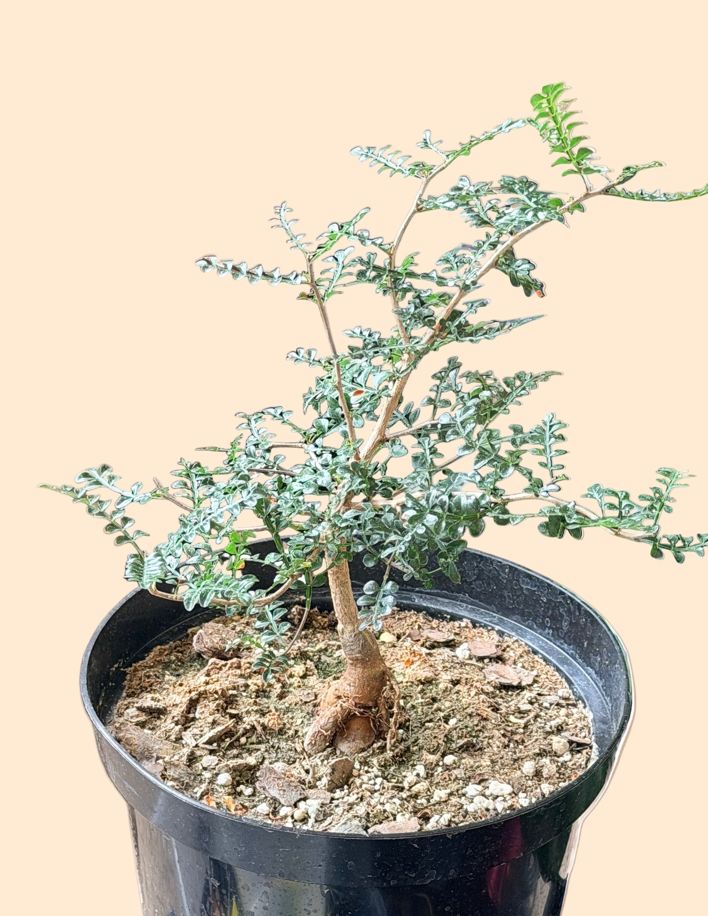 8” Operculicarya Decaryi - Elephant Tree