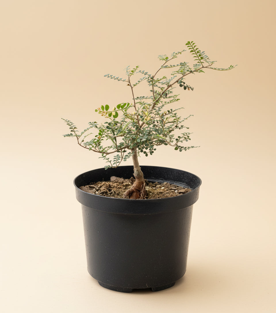 8” Operculicarya Decaryi - Elephant Tree
