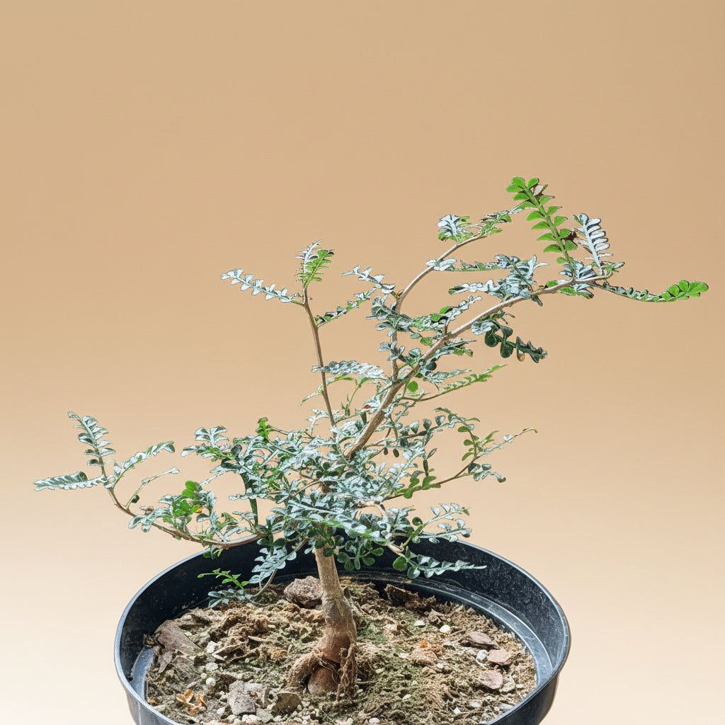 8” Operculicarya Decaryi - Elephant Tree