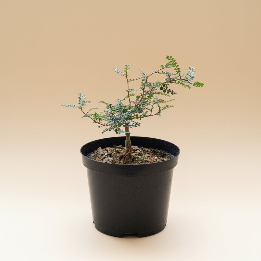 8” Operculicarya Decaryi - Elephant Tree