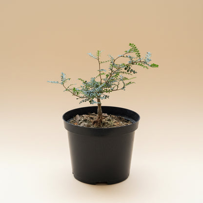 8” Operculicarya Decaryi - Elephant Tree