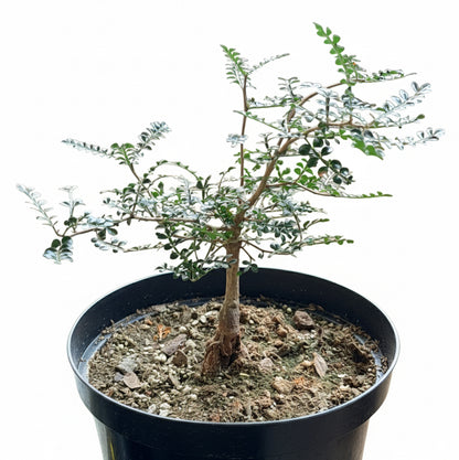 8” Operculicarya Decaryi - Elephant Tree