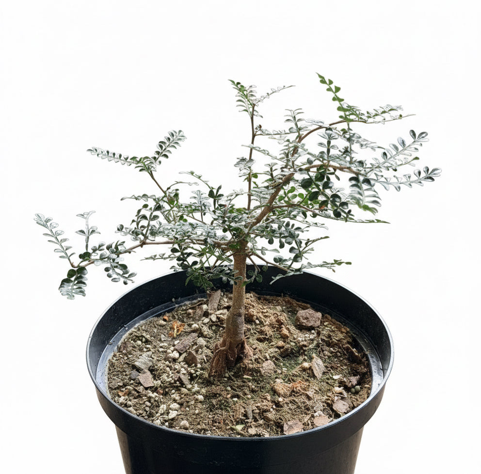 8” Operculicarya Decaryi - Elephant Tree