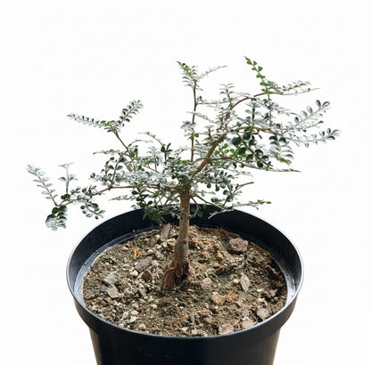 8” Operculicarya Decaryi - Elephant Tree