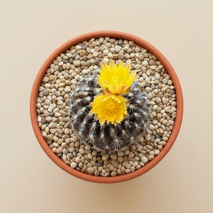 3” Neochilenia Odieri Cactus