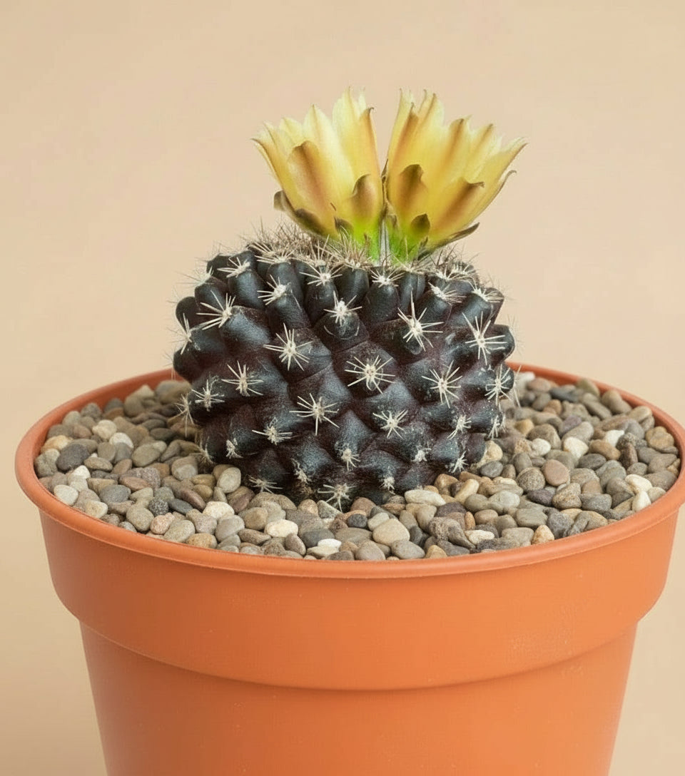 3” Neochilenia Odieri Cactus