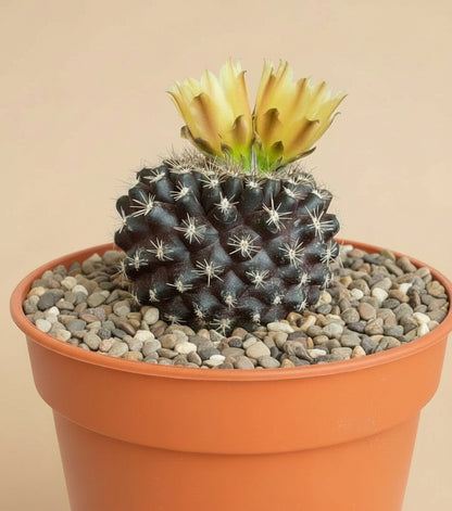 3” Neochilenia Odieri Cactus