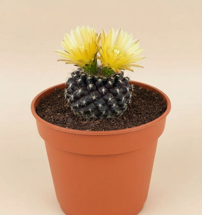 3” Neochilenia Odieri Cactus