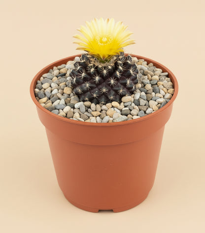 3” Neochilenia Odieri Cactus