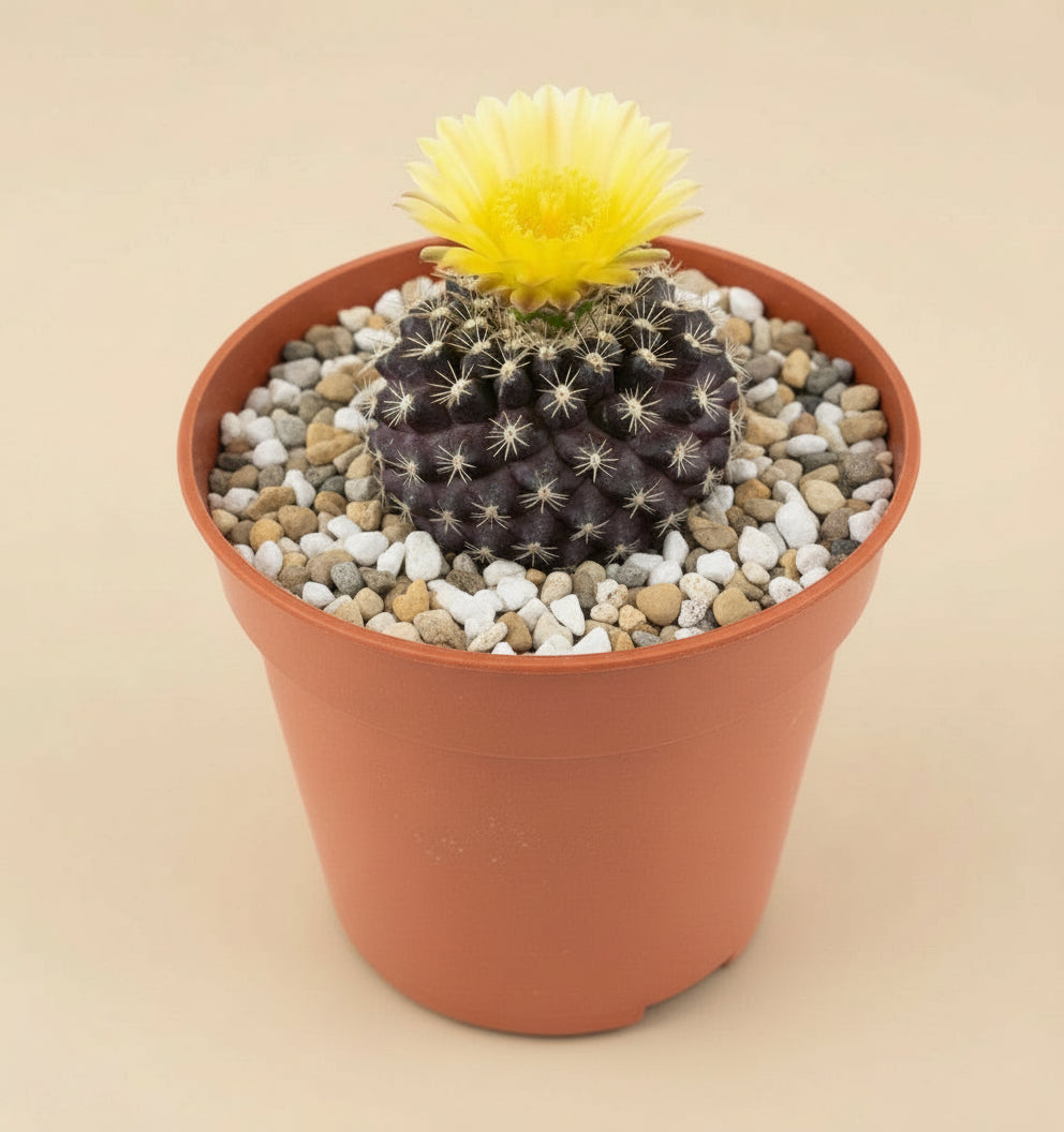 3” Neochilenia Odieri Cactus