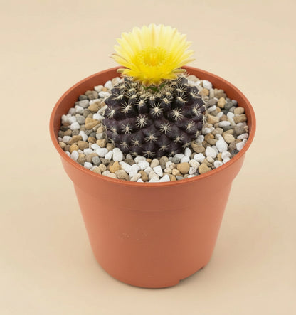 3” Neochilenia Odieri Cactus