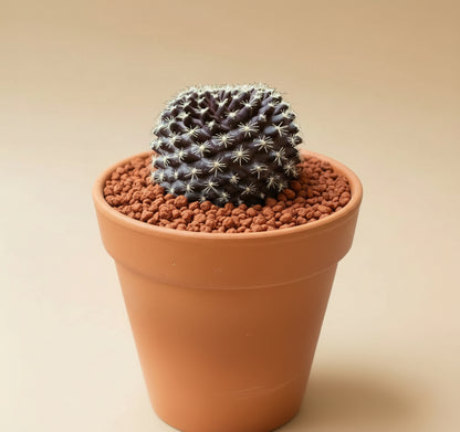 3” Neochilenia Odieri Cactus