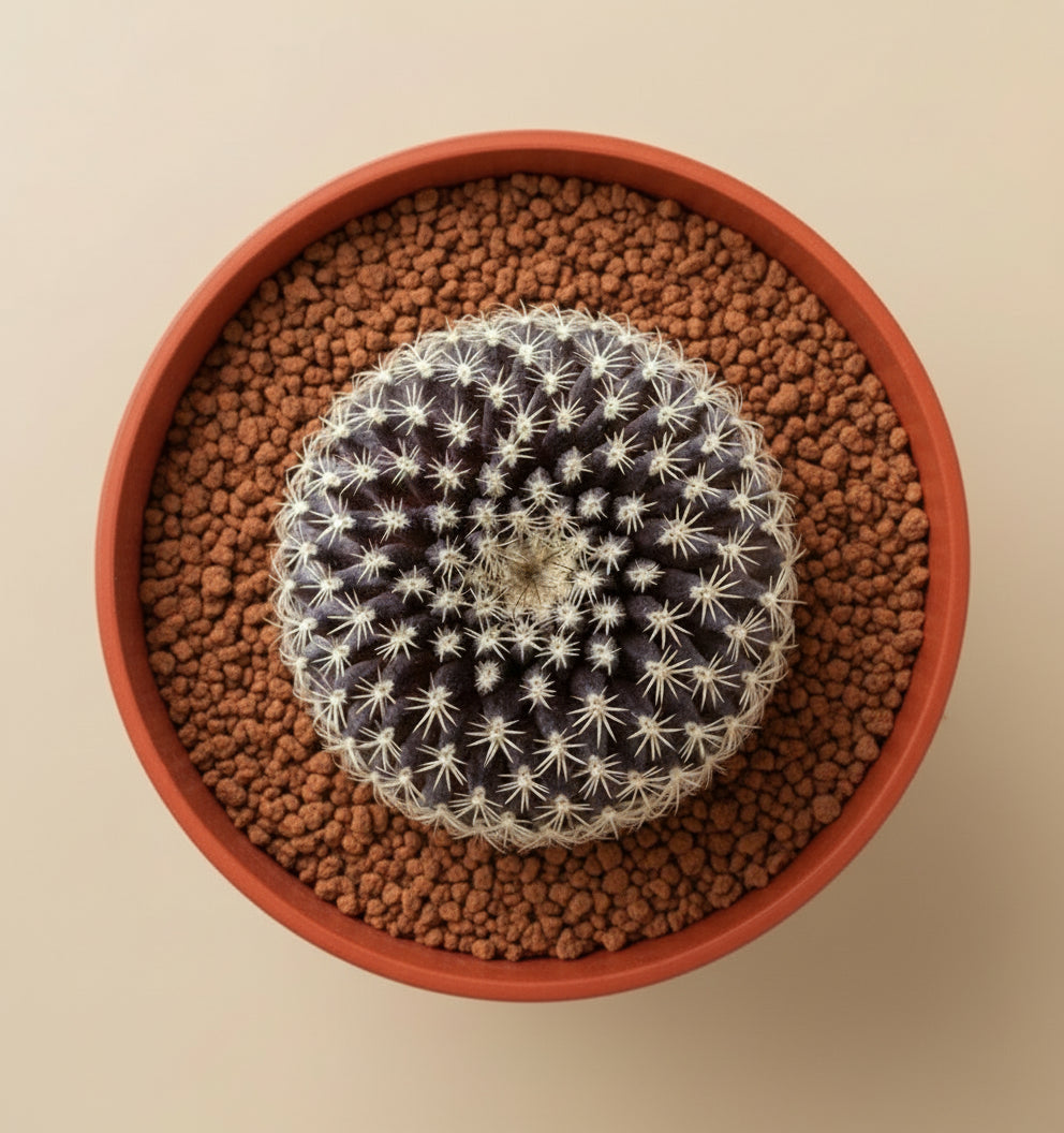 3” Neochilenia Odieri Cactus