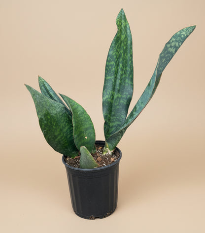 10” Giant Whale Fin (Sansevieria masoniana)