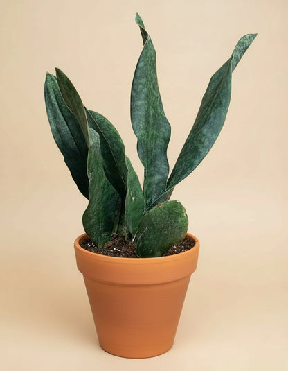 10” Giant Whale Fin (Sansevieria masoniana)