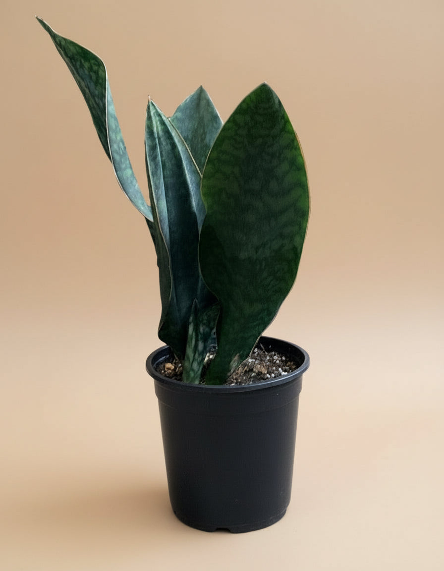 10” Giant Whale Fin (Sansevieria masoniana)