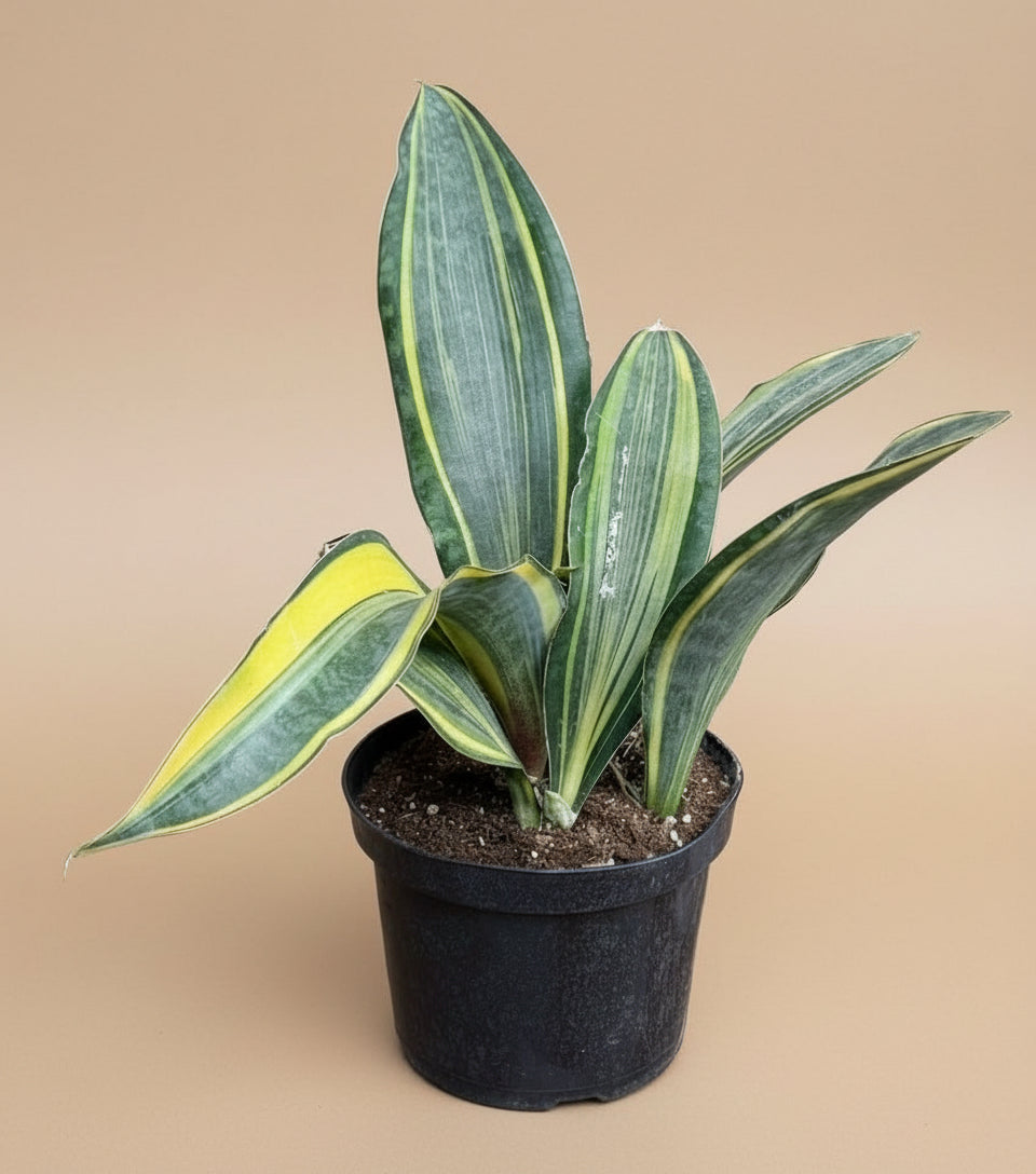 10” Giant Variegated Whale Fin (Sansevieria masoniana)