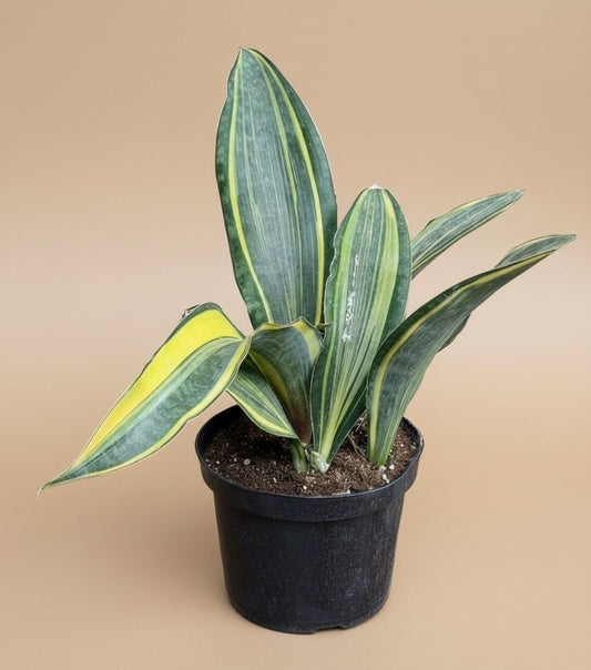 10” Giant Variegated Whale Fin (Sansevieria masoniana)