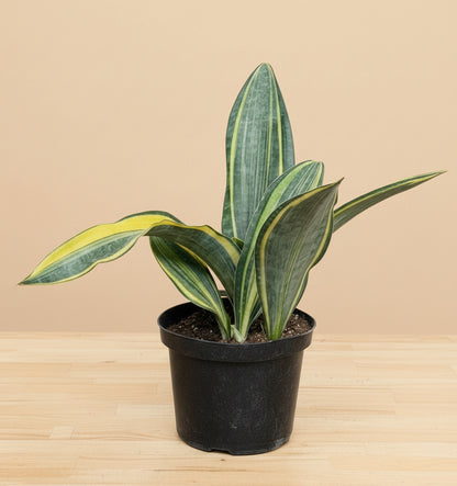 10” Giant Variegated Whale Fin (Sansevieria masoniana)