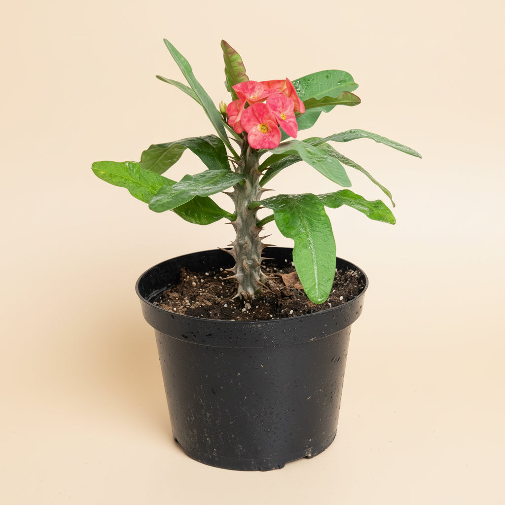 8” Crown of Thorns (Euphorbia Milii)