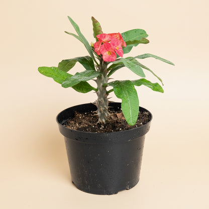 8” Crown of Thorns (Euphorbia Milii)